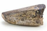 Fossil Tyrannosaurus (Trex) Tooth - Wyoming #306784-4